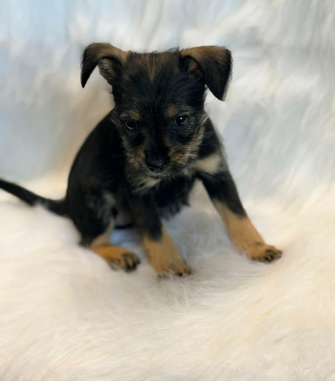 Chihuahua/schnauzer puppies, a ADOPTABLE mixed breed in Lutz, FL image 2/4