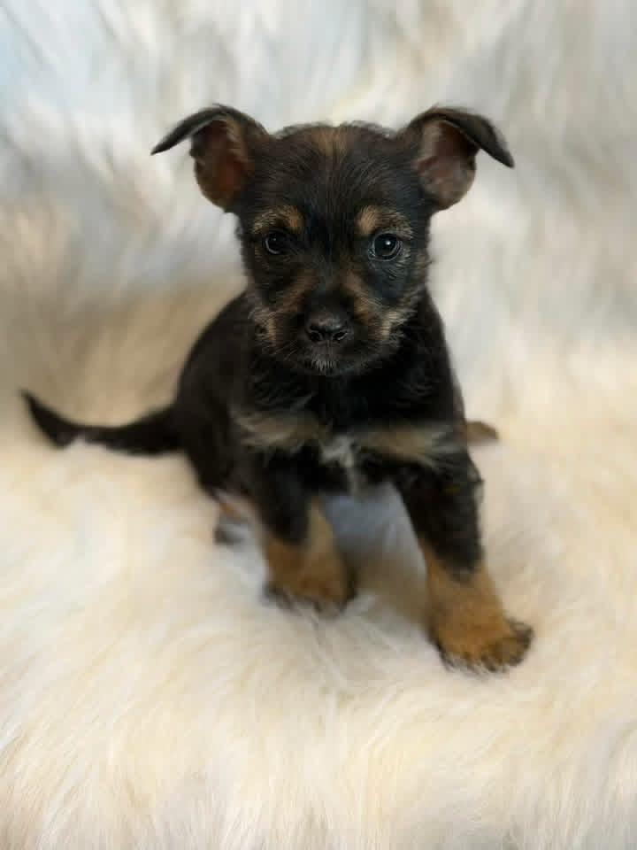 Chihuahua/schnauzer puppies, a ADOPTABLE mixed breed in Lutz, FL image 4/4