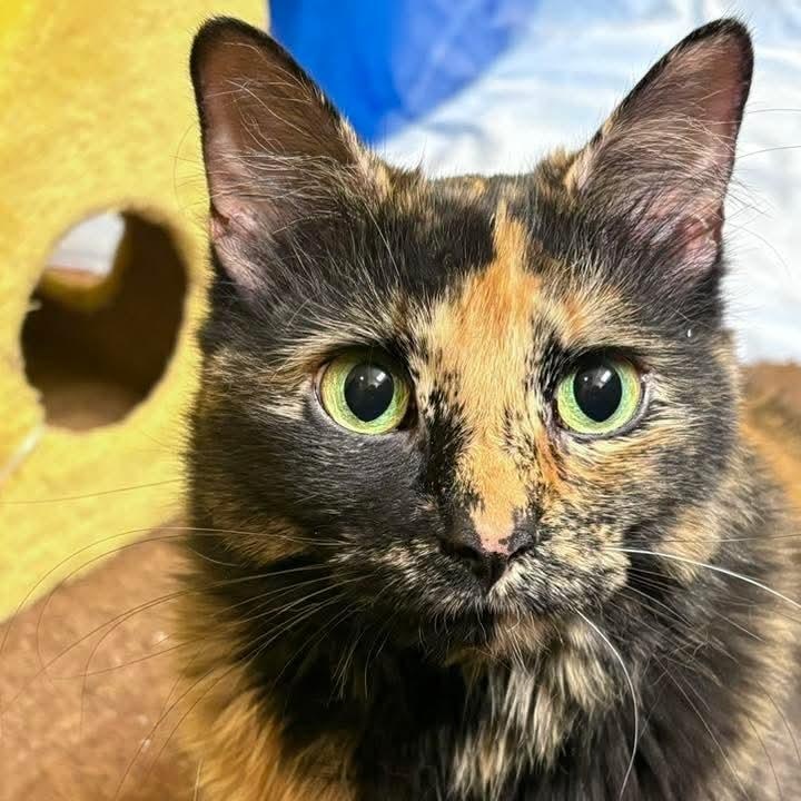Baby, Adult Female Tortoiseshell