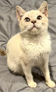 Enlarge Snow - Lynx Point Siamese, an adopted Siamese in Houston, TX image 2/5