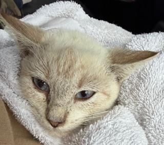 Enlarge Snow - Lynx Point Siamese, an adopted Siamese in Houston, TX image 4/5