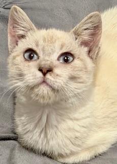 Snow - Lynx Point Siamese, adopted, Kitten Female Siamese.