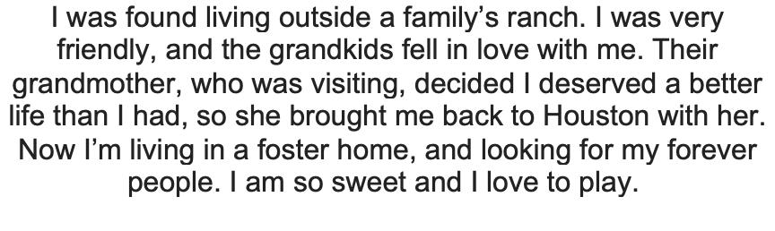 Enlarge Snow - Lynx Point Siamese, an adopted Siamese in Houston, TX image 5/5