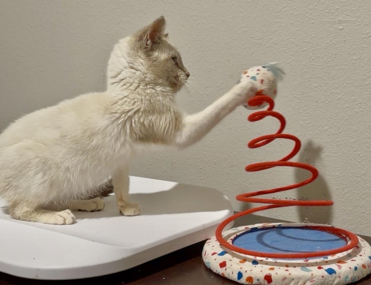 Enlarge Snow - Lynx Point Siamese, an adopted Siamese in Houston, TX image 3/5