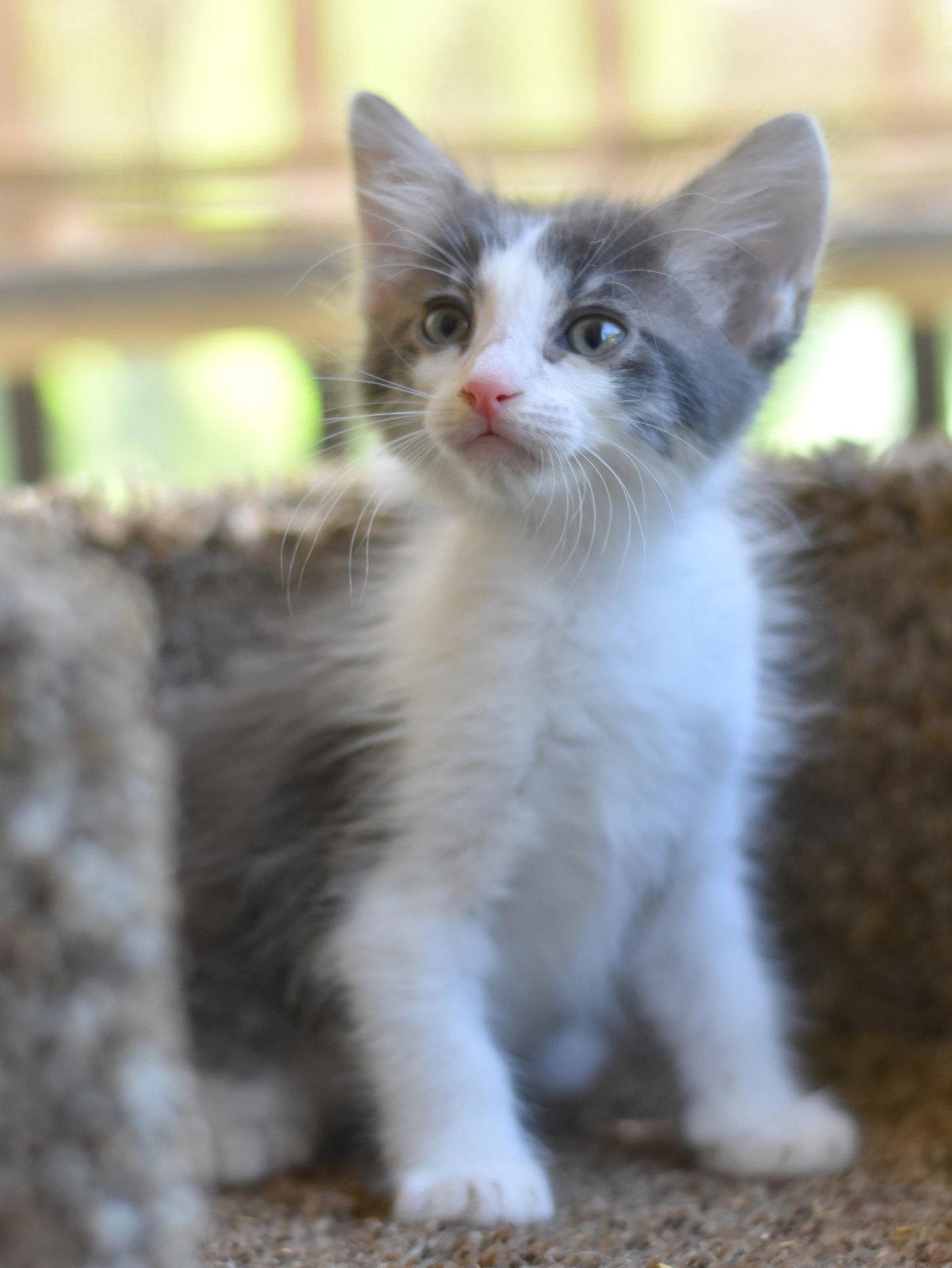 Finn, Adopted, Kitten Male Domestic Long Hair.