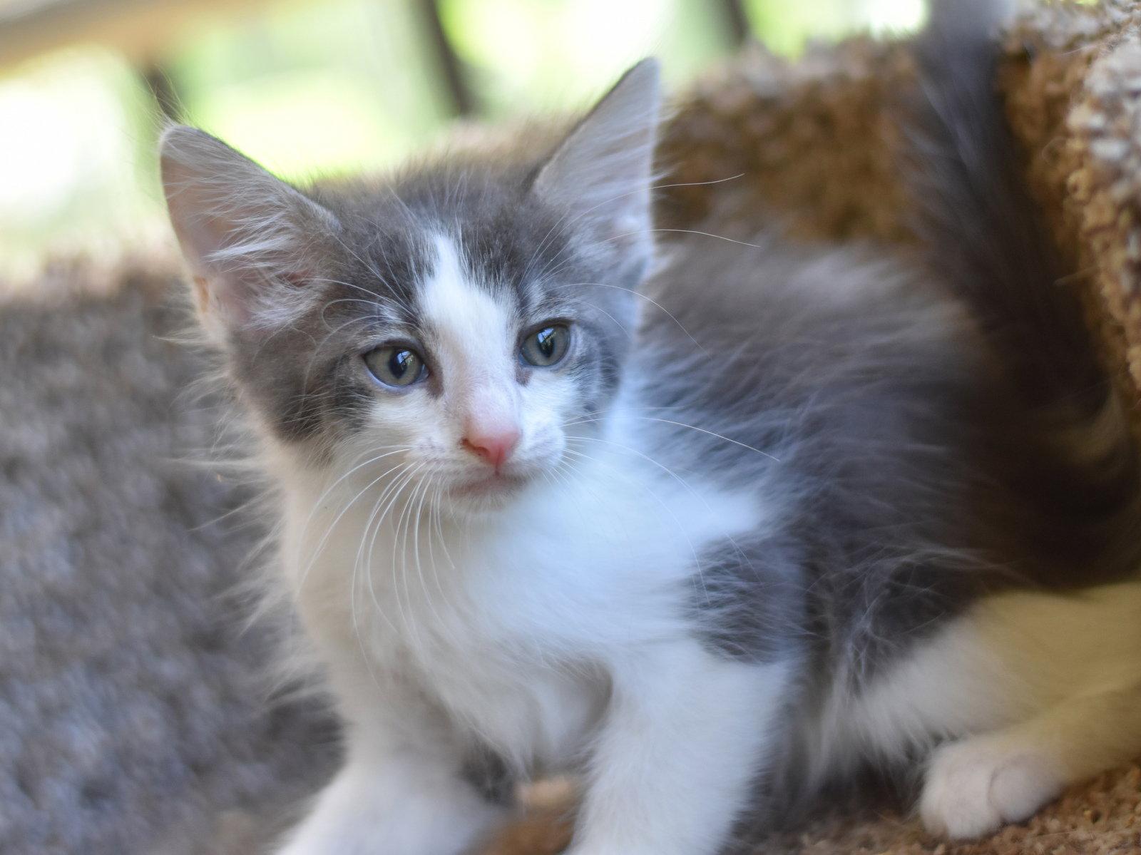 Enlarge Finn, a Adopted Domestic Long Hair in Montgomery, TX image 2/3