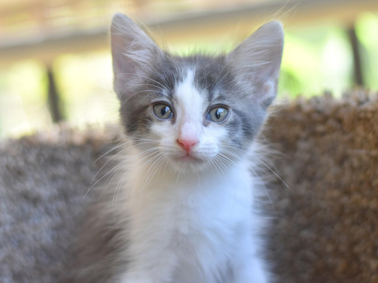 Enlarge Finn, a Adopted Domestic Long Hair in Montgomery, TX image 3/3