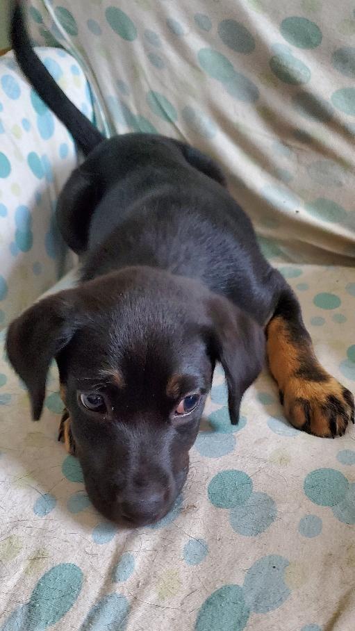 Enlarge Tansy, a Adopted mixed breed in Moorhead, MN image 1/6