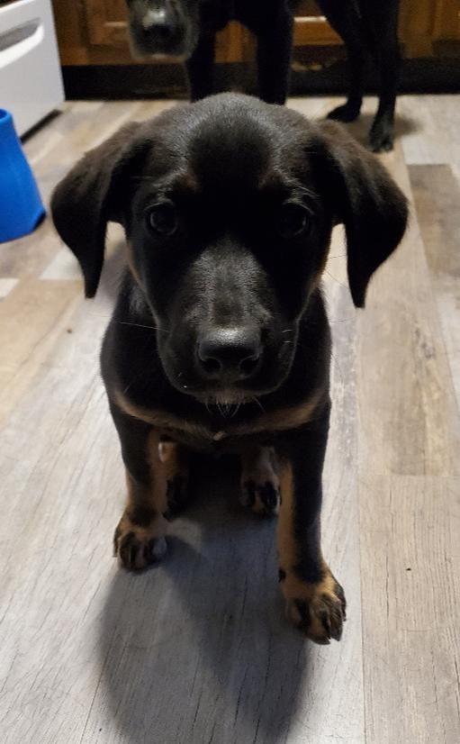 Enlarge Tansy, a Adopted mixed breed in Moorhead, MN image 2/6