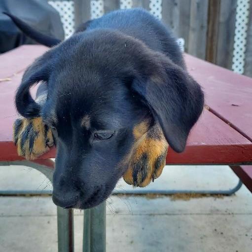 Enlarge Tansy, a Adopted mixed breed in Moorhead, MN image 3/6