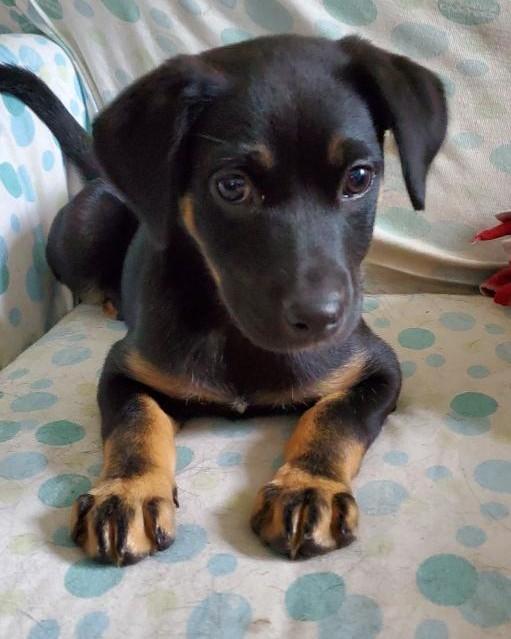 Enlarge Tansy, a Adopted mixed breed in Moorhead, MN image 4/6