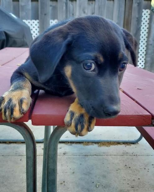 Enlarge Tansy, a Adopted mixed breed in Moorhead, MN image 5/6