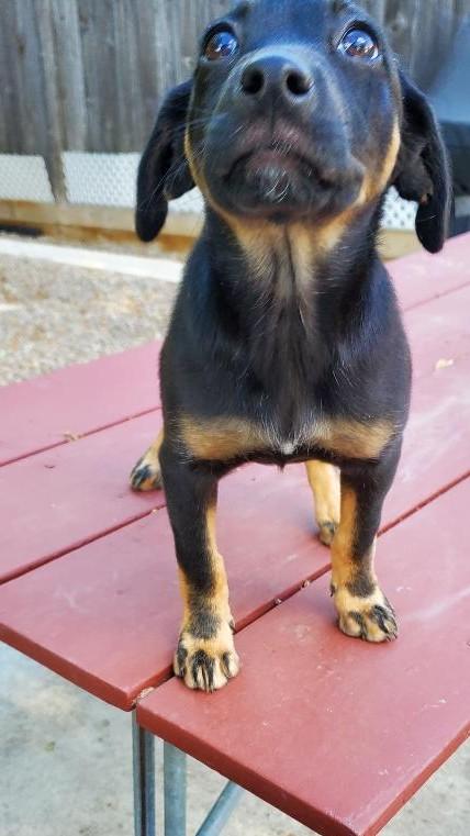 Enlarge Tansy, a Adopted mixed breed in Moorhead, MN image 6/6