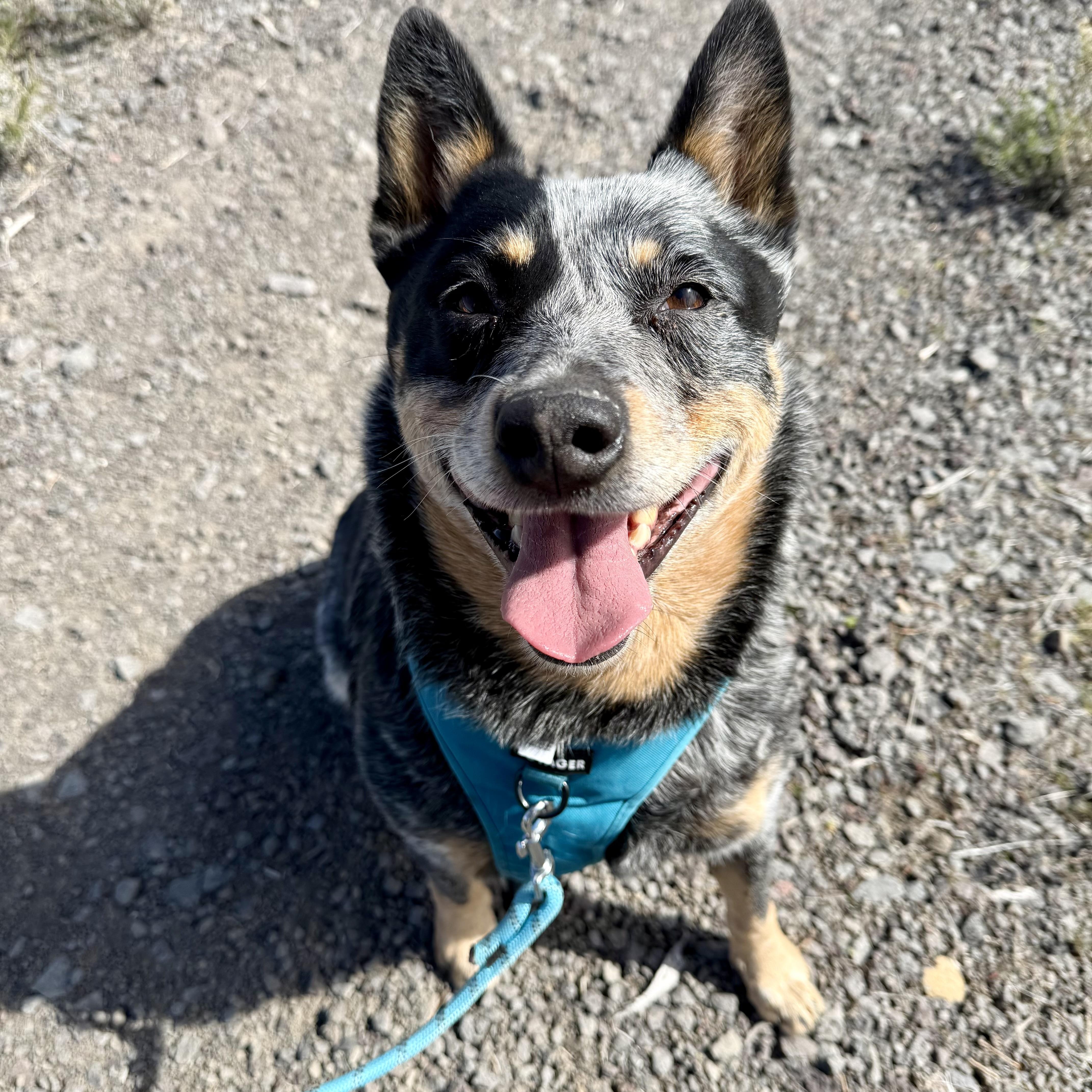 Chopper, adopted, Adult Male Australian Cattle Dog / Blue Heeler.