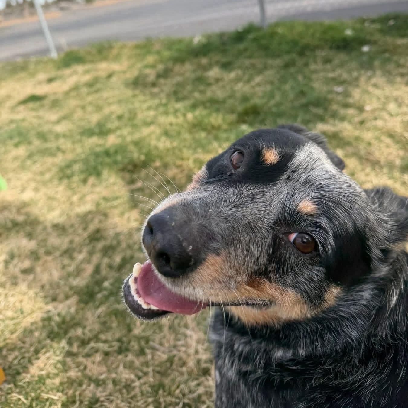 Enlarge Chopper, an adopted Australian Cattle Dog / Blue Heeler in Prineville, OR image 2/6