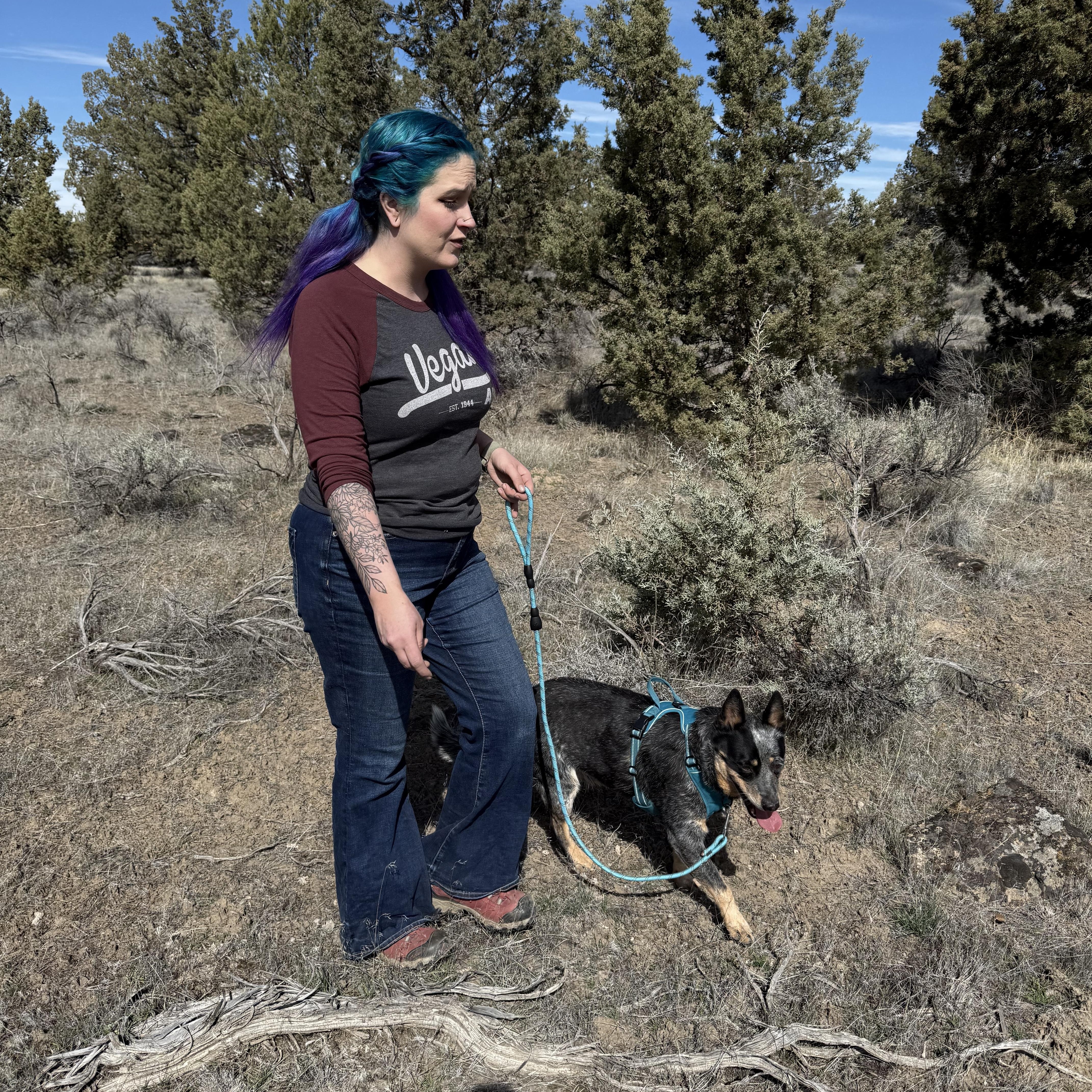 Enlarge Chopper, an adopted Australian Cattle Dog / Blue Heeler in Prineville, OR image 4/6