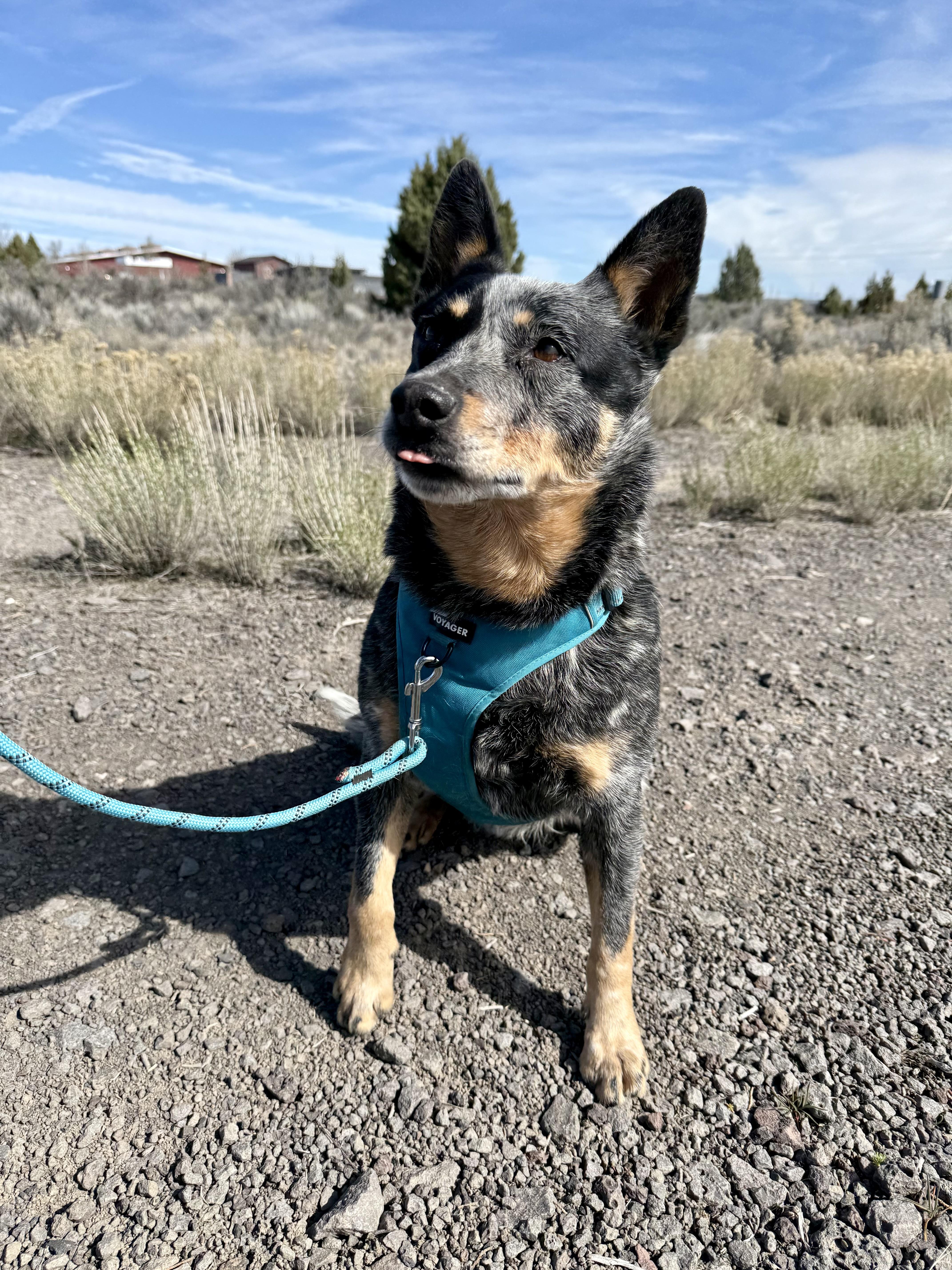 Enlarge Chopper, an adopted Australian Cattle Dog / Blue Heeler in Prineville, OR image 3/6