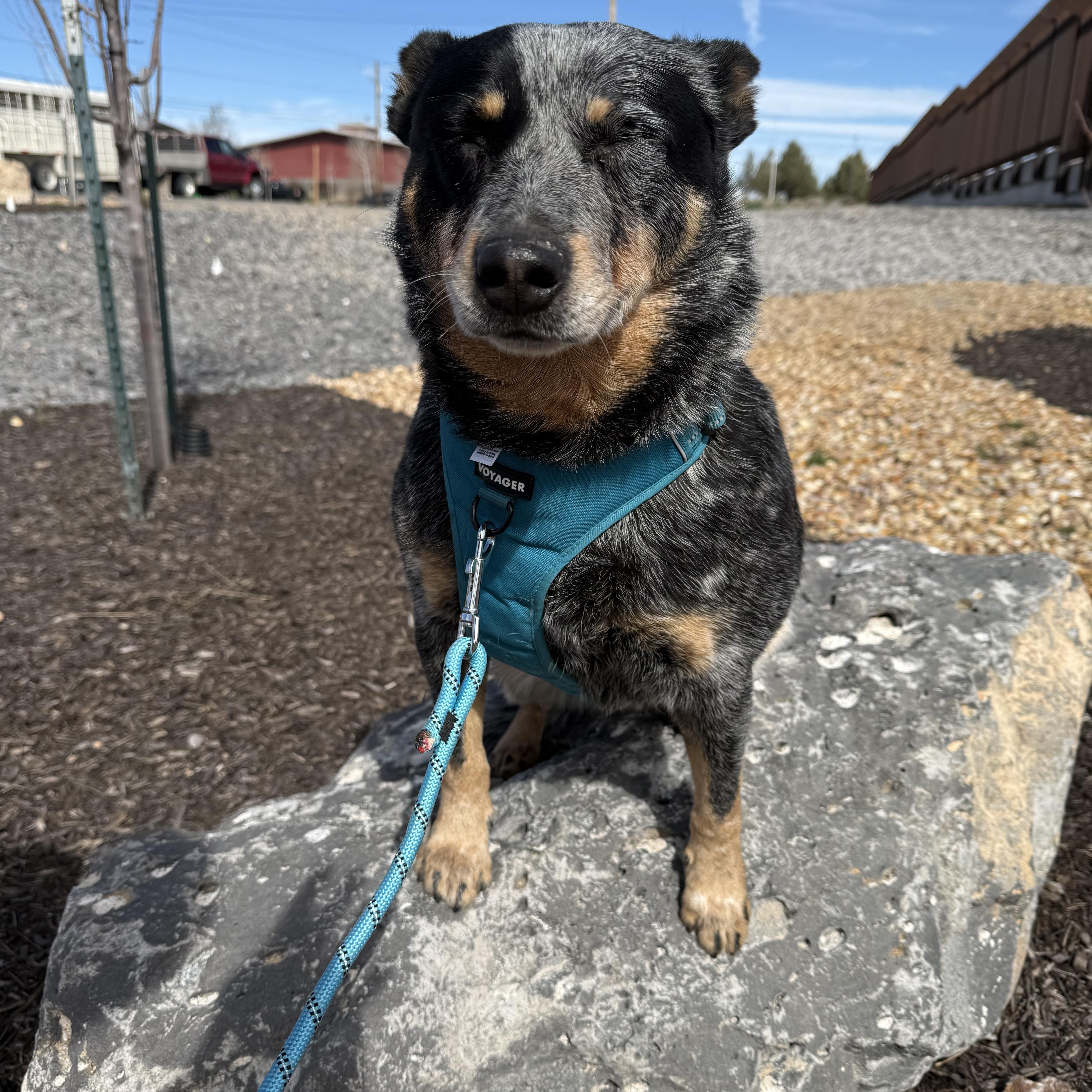 Enlarge Chopper, an adopted Australian Cattle Dog / Blue Heeler in Prineville, OR image 6/6