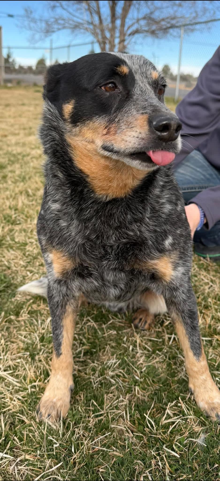 Enlarge Chopper, an adopted Australian Cattle Dog / Blue Heeler in Prineville, OR image 5/6