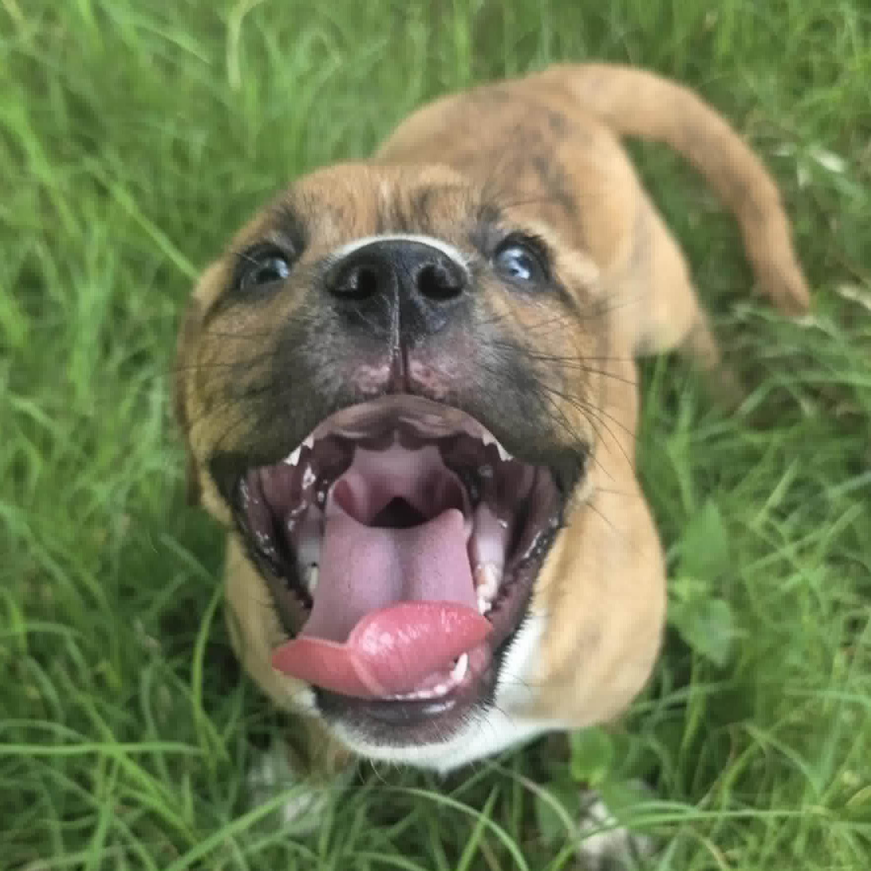 Enlarge Santos, a ADOPTABLE mixed breed in Bryan, TX image 2/2
