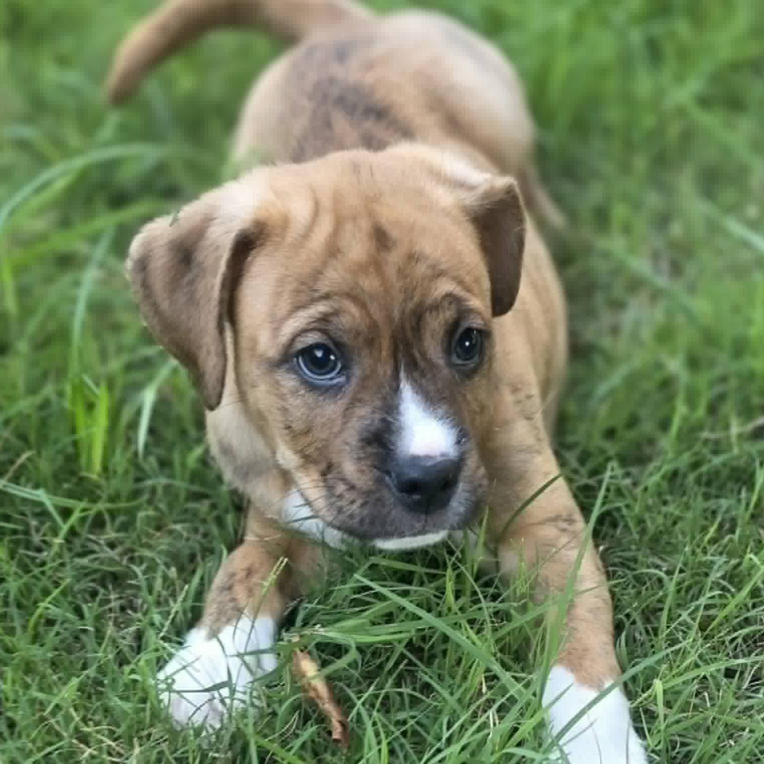 Enlarge Santos, a ADOPTABLE mixed breed in Bryan, TX image 1/2