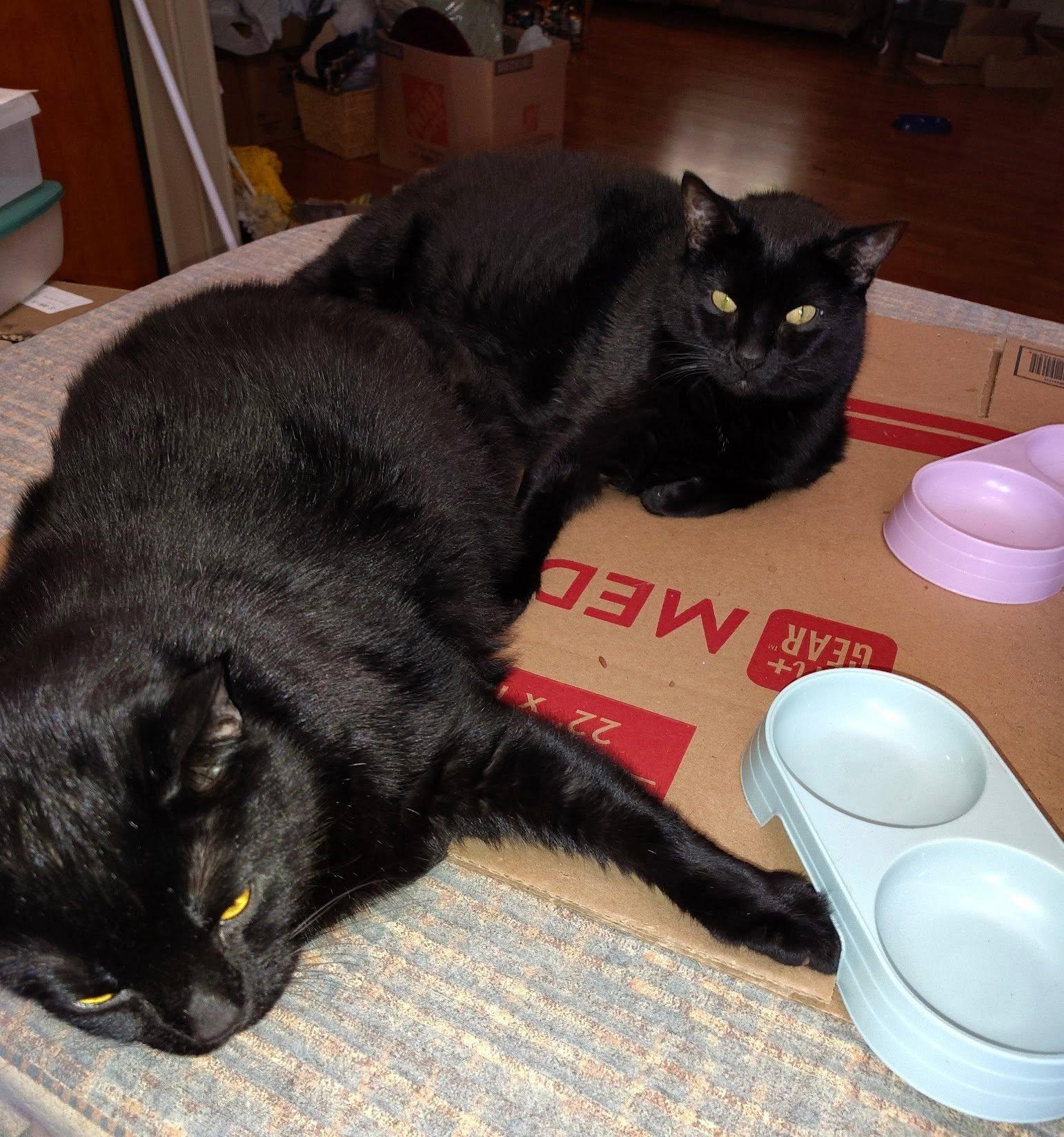 Enlarge The Cats, a ADOPTABLE Domestic Short Hair in Maryville, TN image 3/3