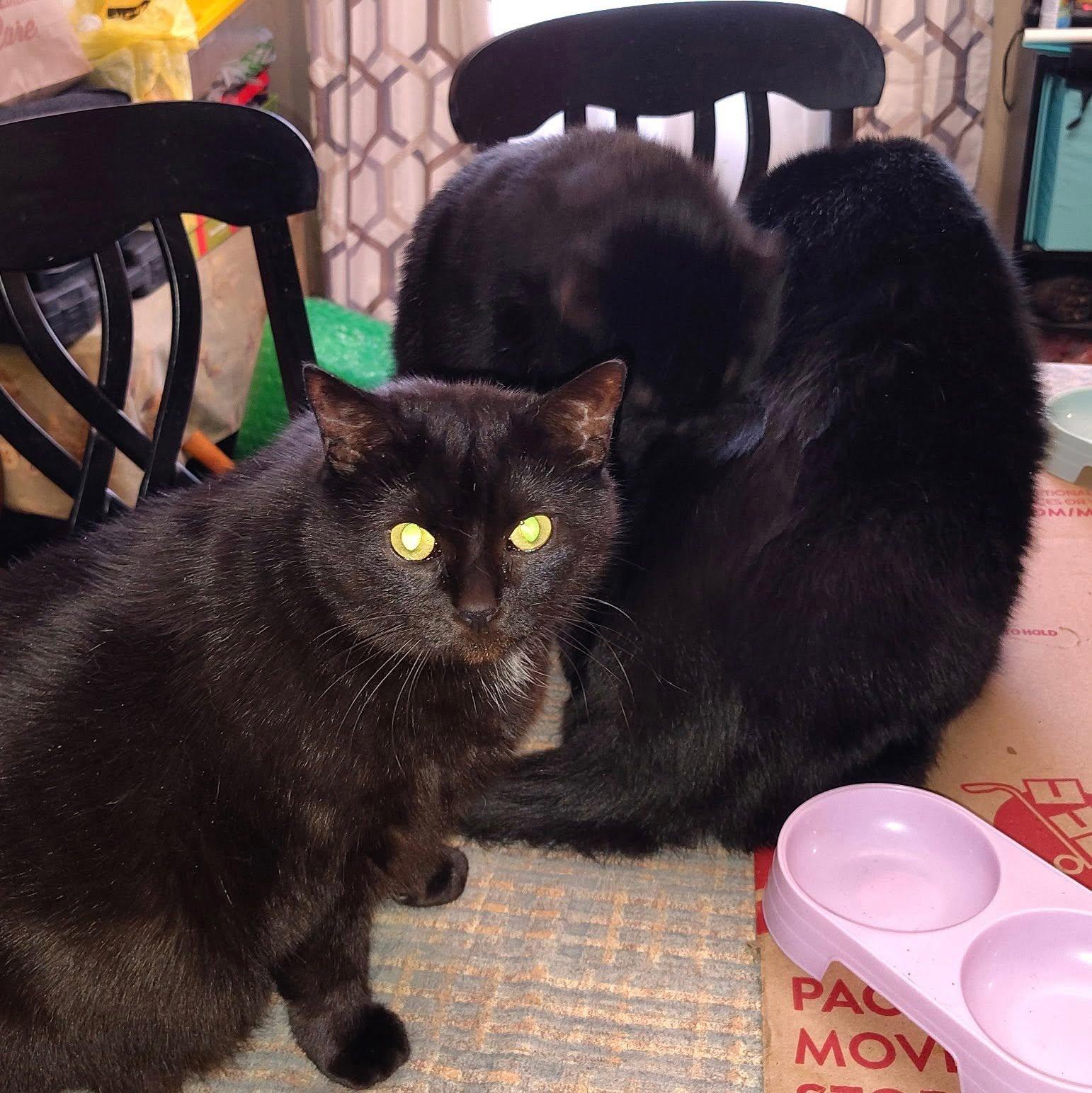 Enlarge The Cats, a ADOPTABLE Domestic Short Hair in Maryville, TN image 2/3