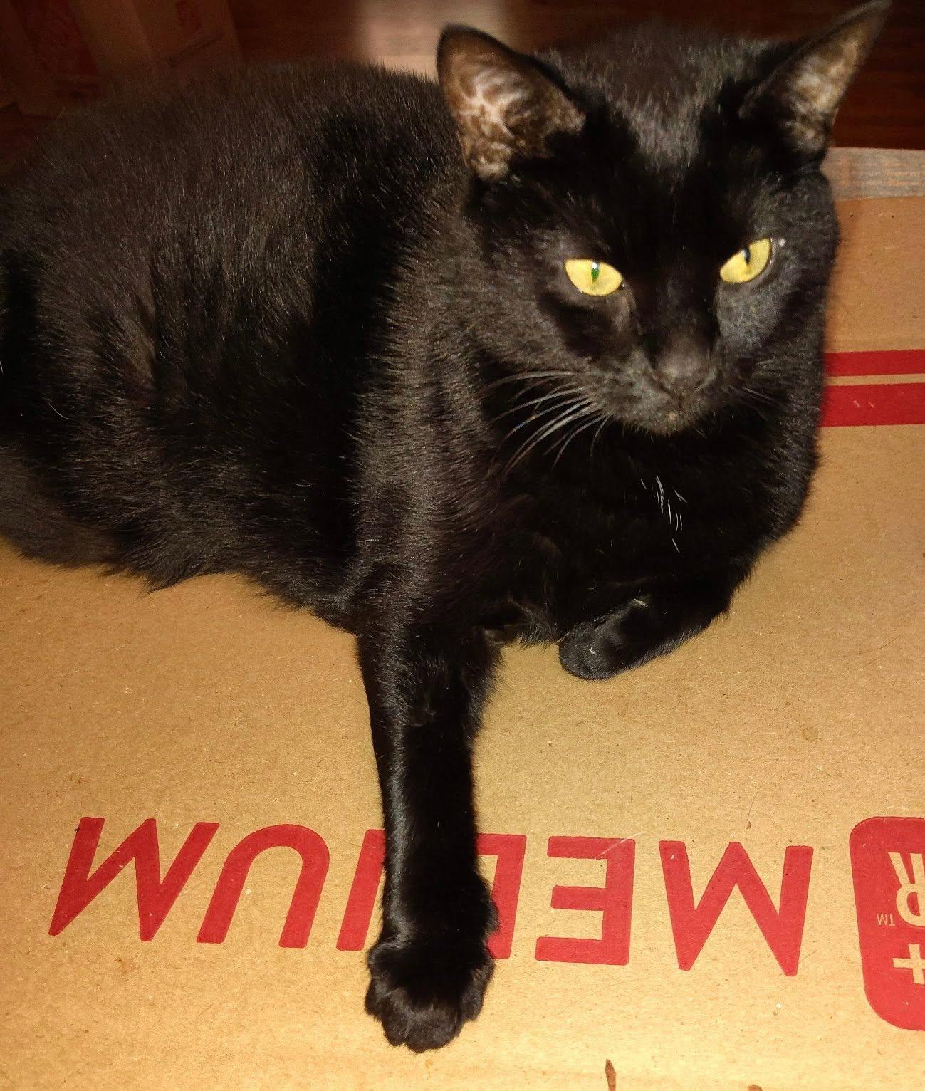 Enlarge The Cats, a ADOPTABLE Domestic Short Hair in Maryville, TN image 1/3