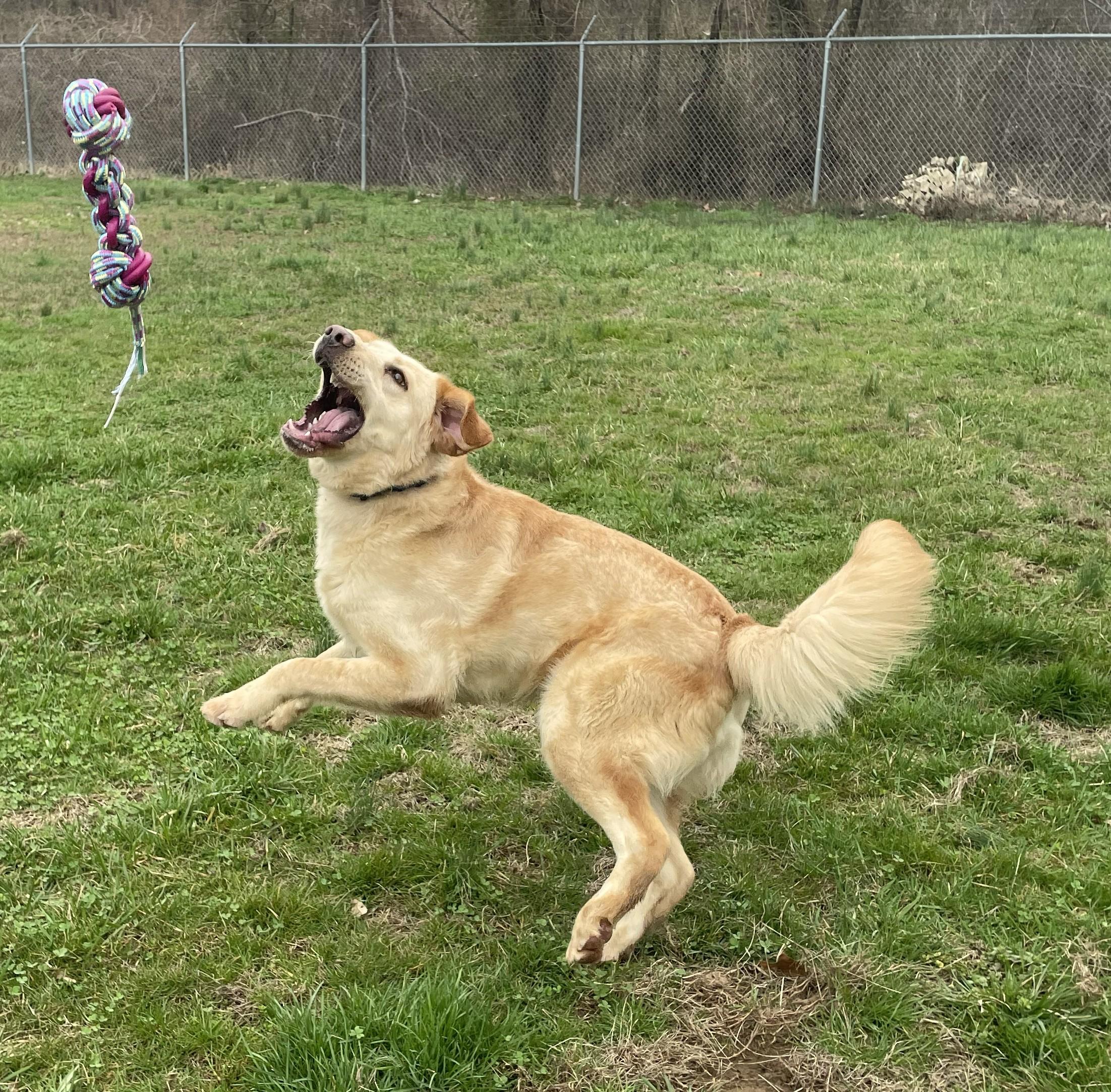 Maximus, a ADOPTABLE Mixed Breed in Point Pleasant, WV image 3/3