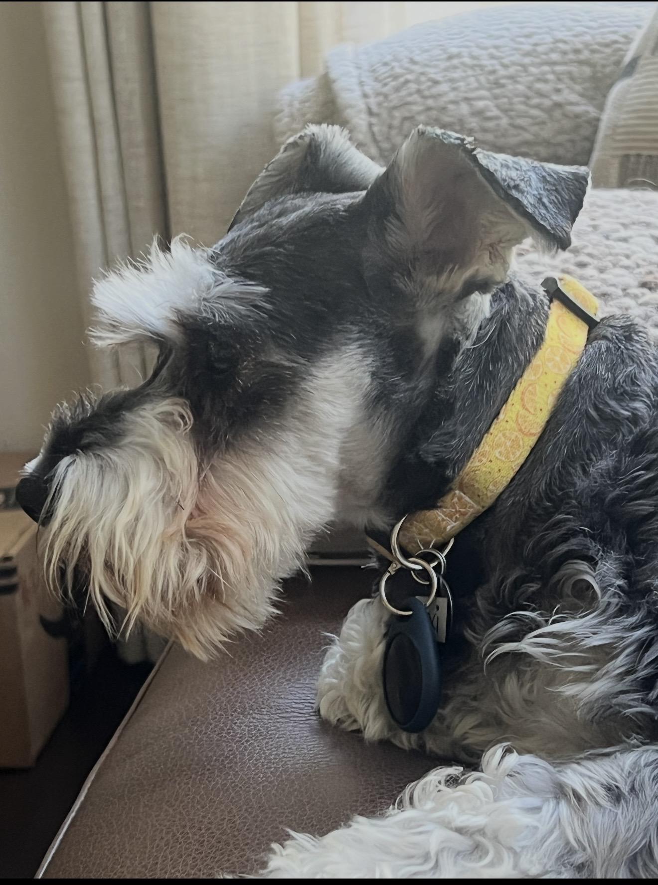 Enlarge Lexi - The Stunning Schnauzer, a ADOPTABLE Miniature Schnauzer in Anaheim, CA image 5/5