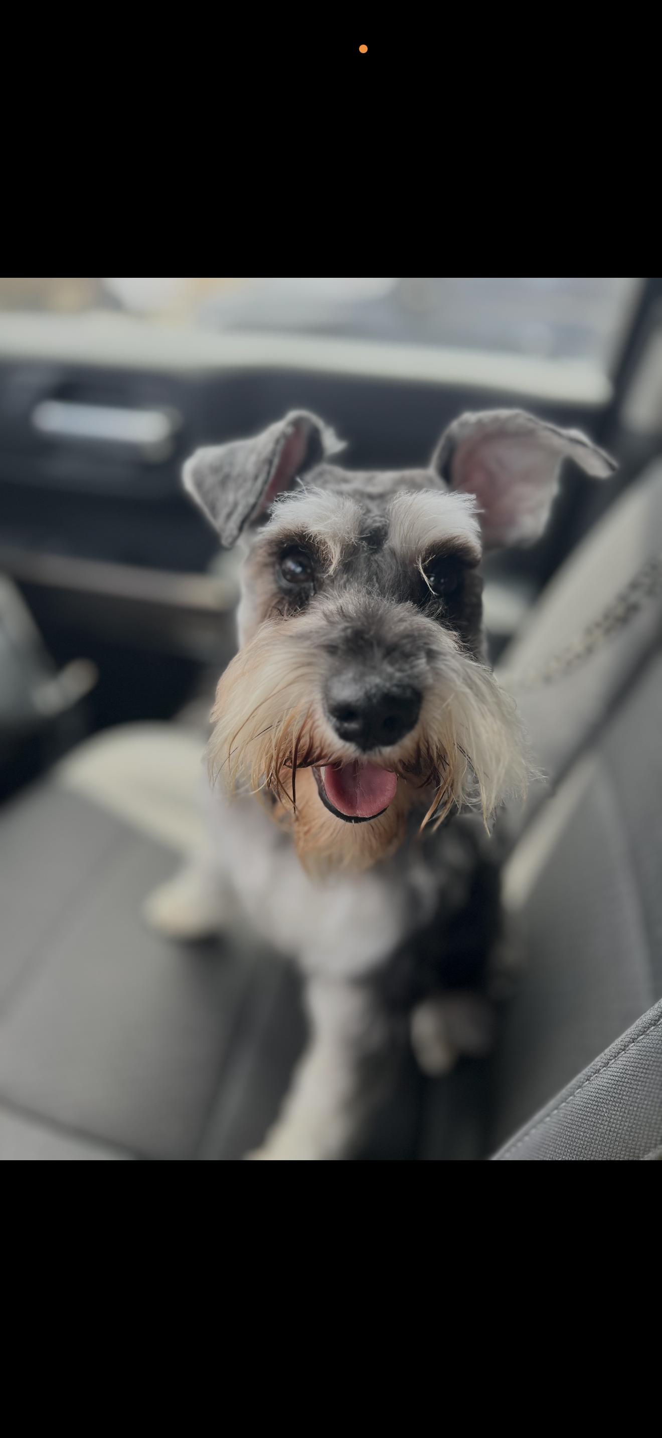 Lexi - The Stunning Schnauzer, ADOPTABLE, Adult Female Miniature Schnauzer.