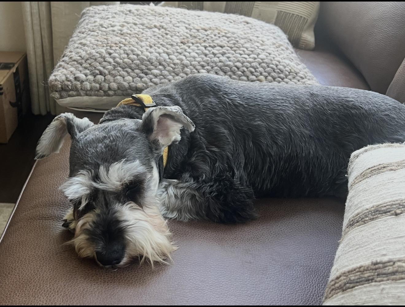 Enlarge Lexi - The Stunning Schnauzer, a ADOPTABLE Miniature Schnauzer in Anaheim, CA image 3/5