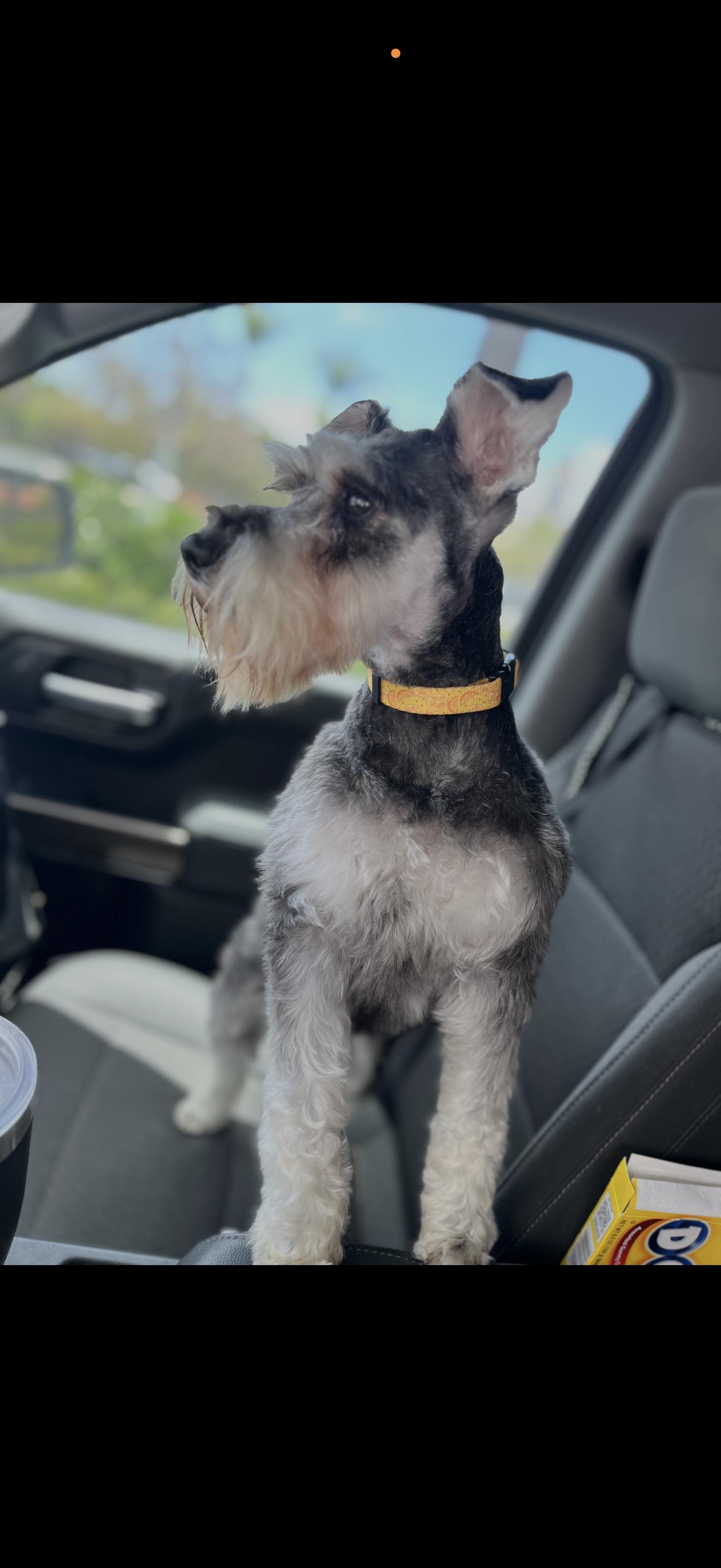 Enlarge Lexi - The Stunning Schnauzer, a ADOPTABLE Miniature Schnauzer in Anaheim, CA image 2/5