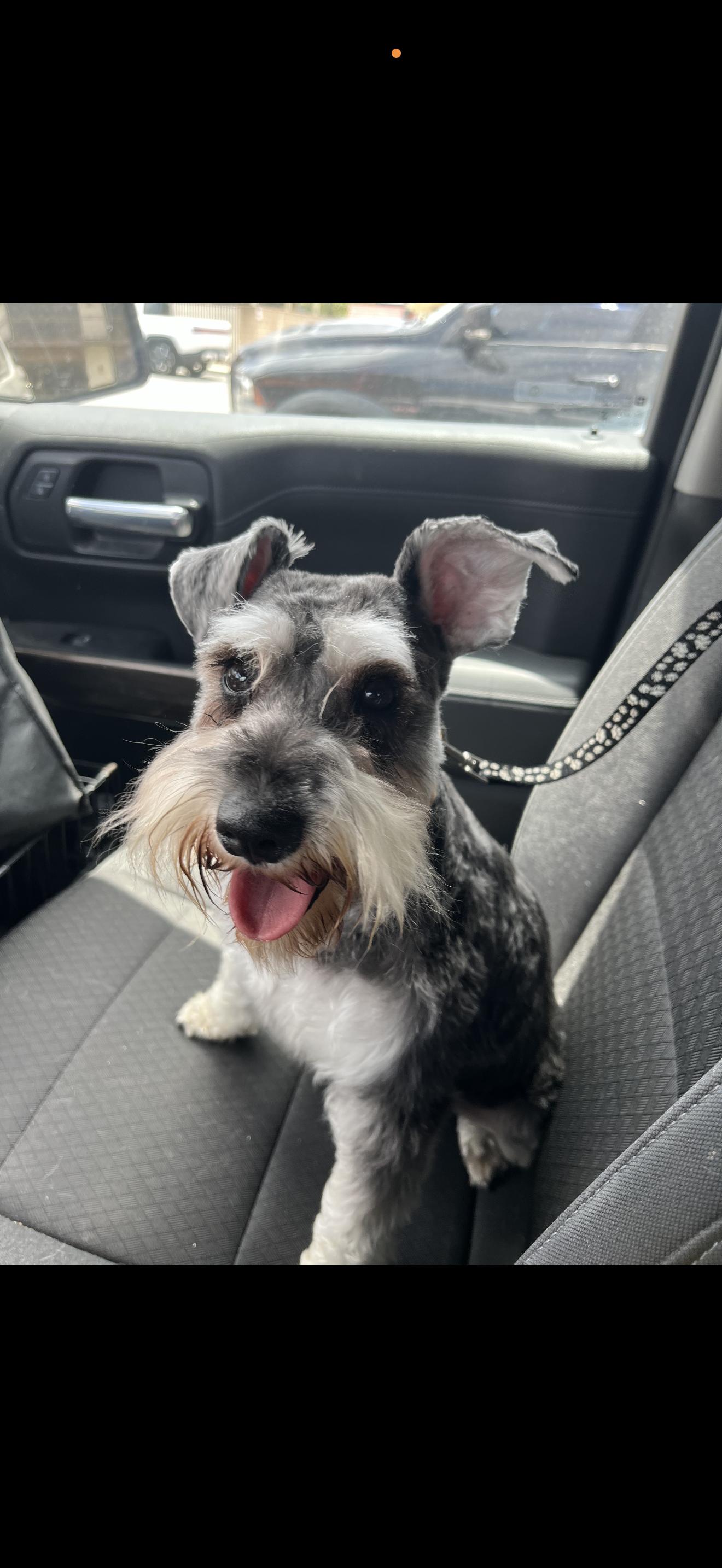 Enlarge Lexi - The Stunning Schnauzer, a ADOPTABLE Miniature Schnauzer in Anaheim, CA image 4/5