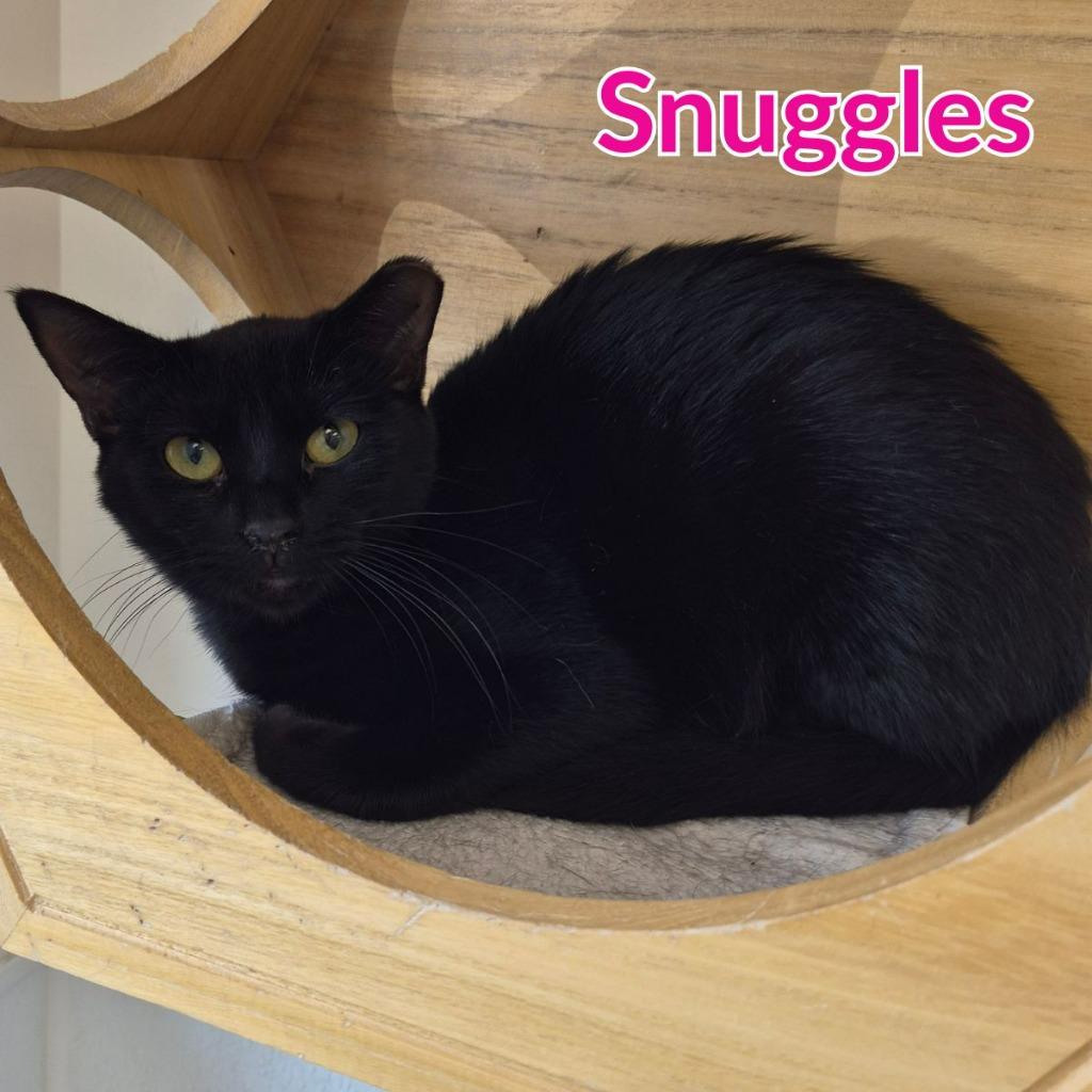 Enlarge Snuggles, a Adoptable mixed breed in North Saint Paul, MN image 1/2