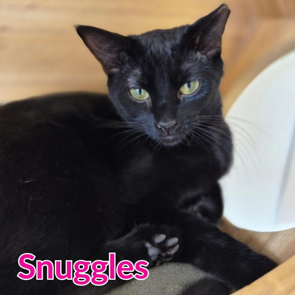 Enlarge Snuggles, a Adoptable mixed breed in North Saint Paul, MN image 2/2