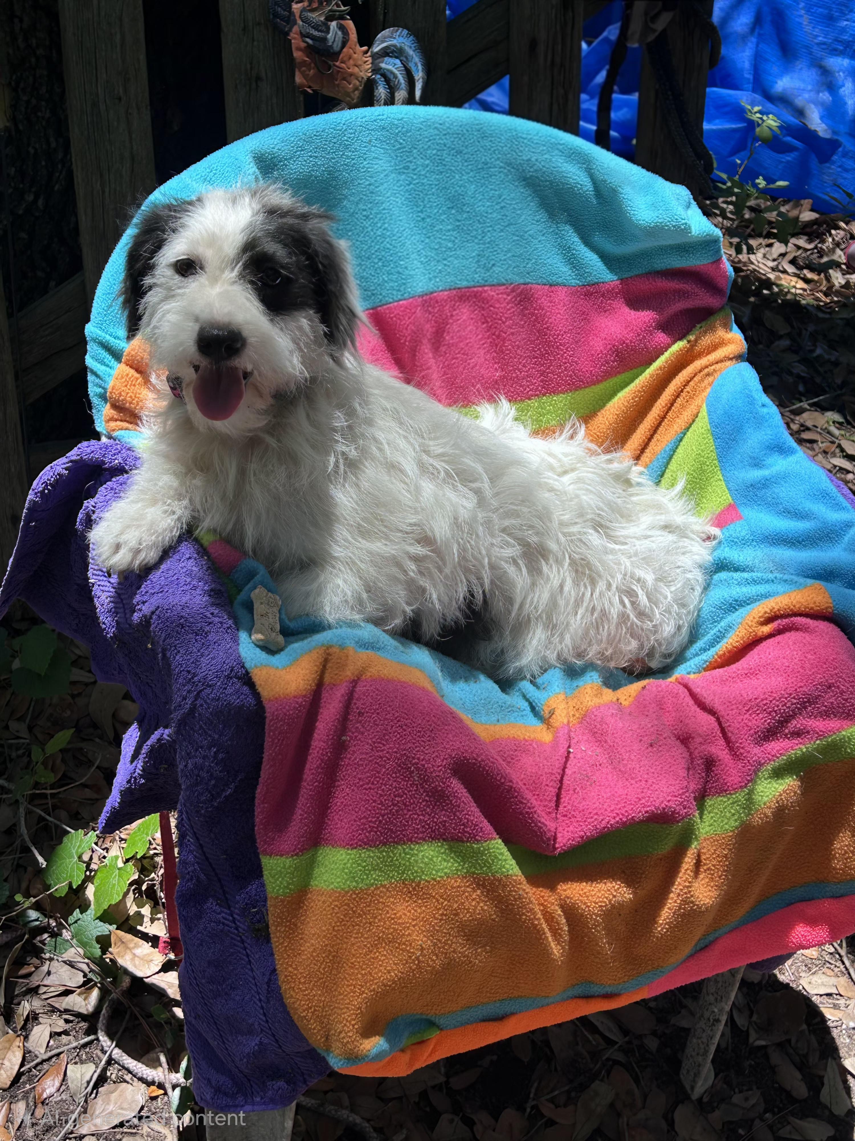 Enlarge Banita MD14409-T, a Adoptable mixed breed in Hagerstown, MD image 6/6