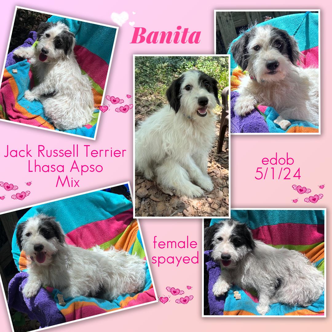 Enlarge Banita MD14409-T, a Adoptable mixed breed in Hagerstown, MD image 3/6