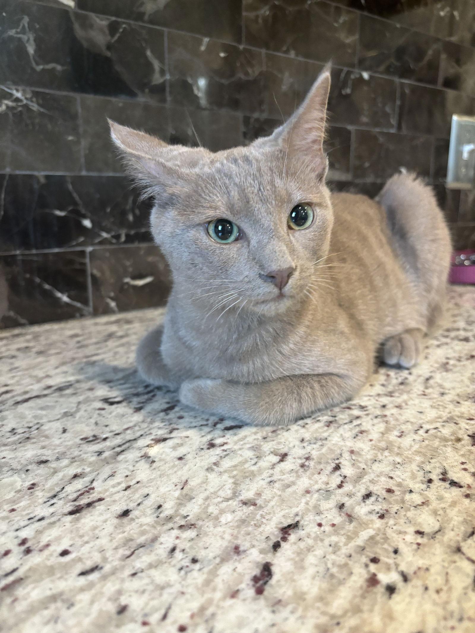 Flan ( BS), a Adoptable Tabby in Vallejo, CA image 2/3