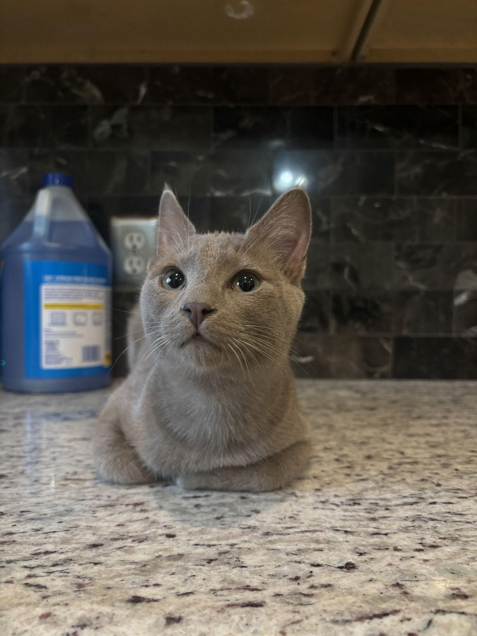 Flan ( BS), a Adoptable Tabby in Vallejo, CA image 3/3