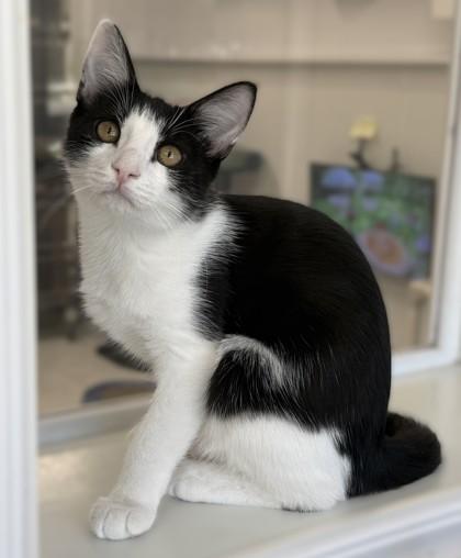 Enlarge Tuxie, a Adoptable mixed breed in Venice, FL image 1/3