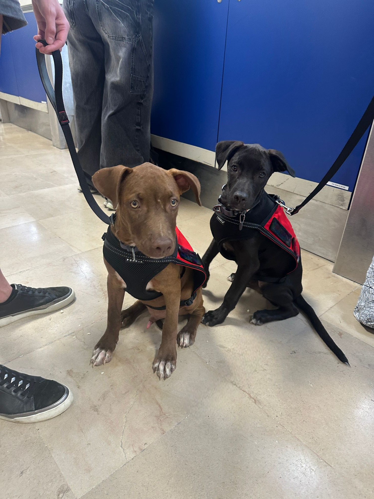 Dog for adoption Orion, a Mixed Breed in Edmonton, AB Petfinder