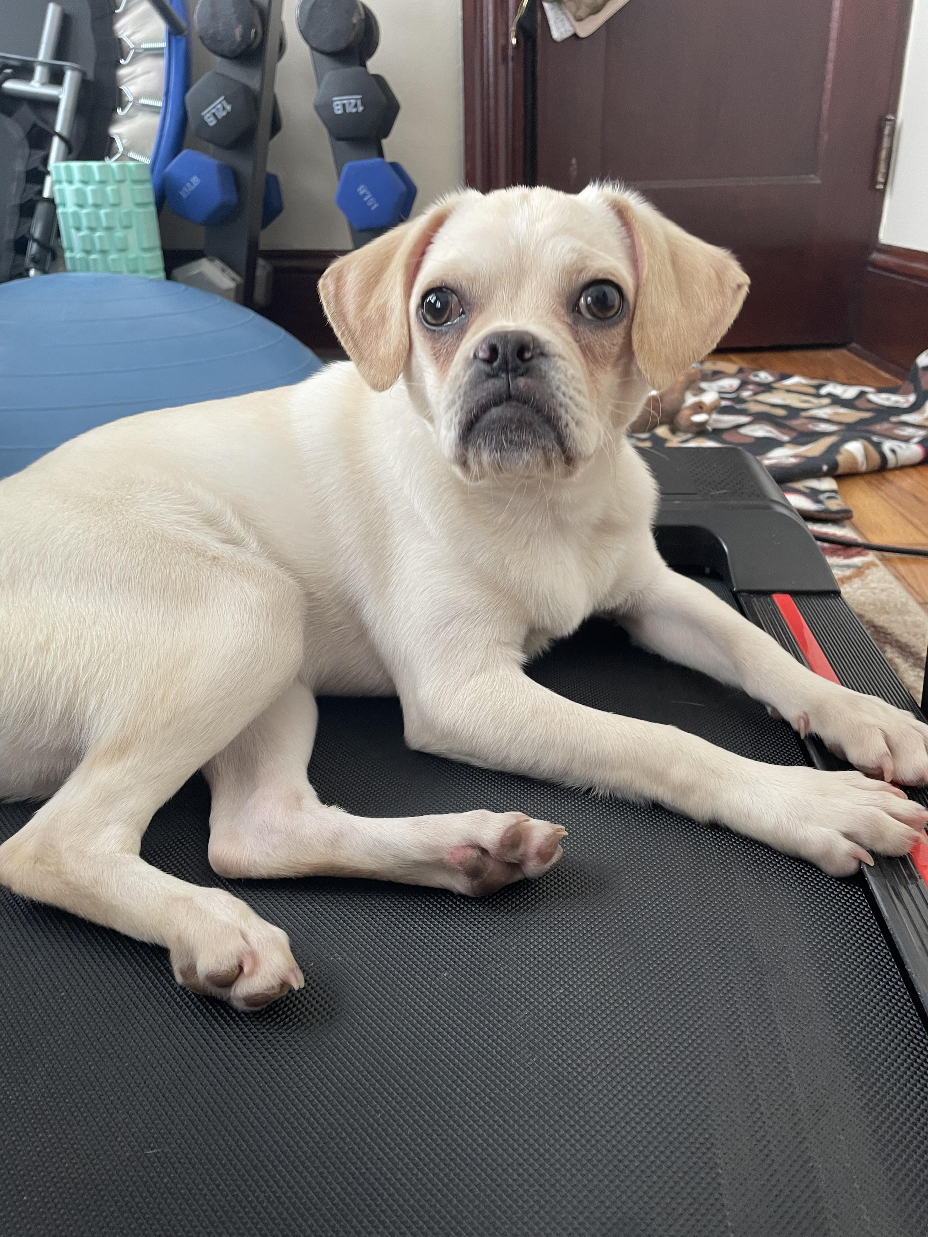 Enlarge Reed, a ADOPTABLE Puggle in Cranston, RI image 2/3