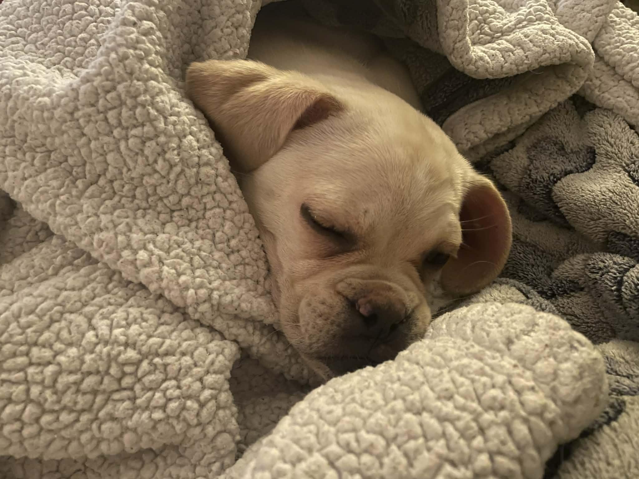 Enlarge Reed, a ADOPTABLE Puggle in Cranston, RI image 1/3