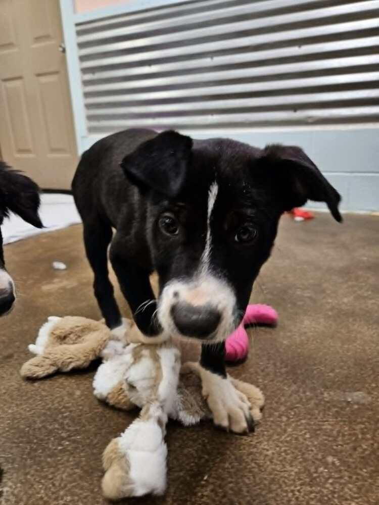 Cricket, a Adoptable mixed breed in Deerfield, WI image 1/2