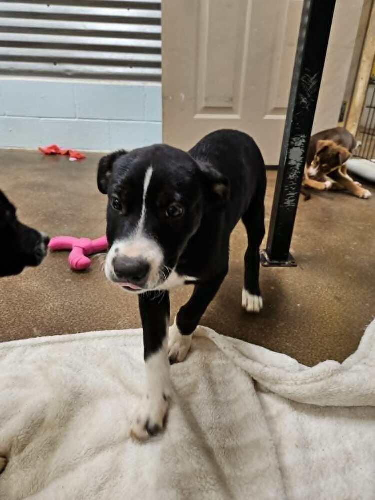 Cricket, a Adoptable mixed breed in Deerfield, WI image 2/2