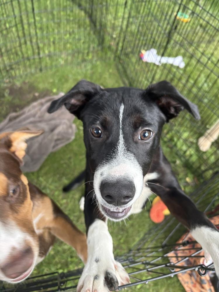 Cricket, a Adoptable mixed breed in Deerfield, WI image 3/4