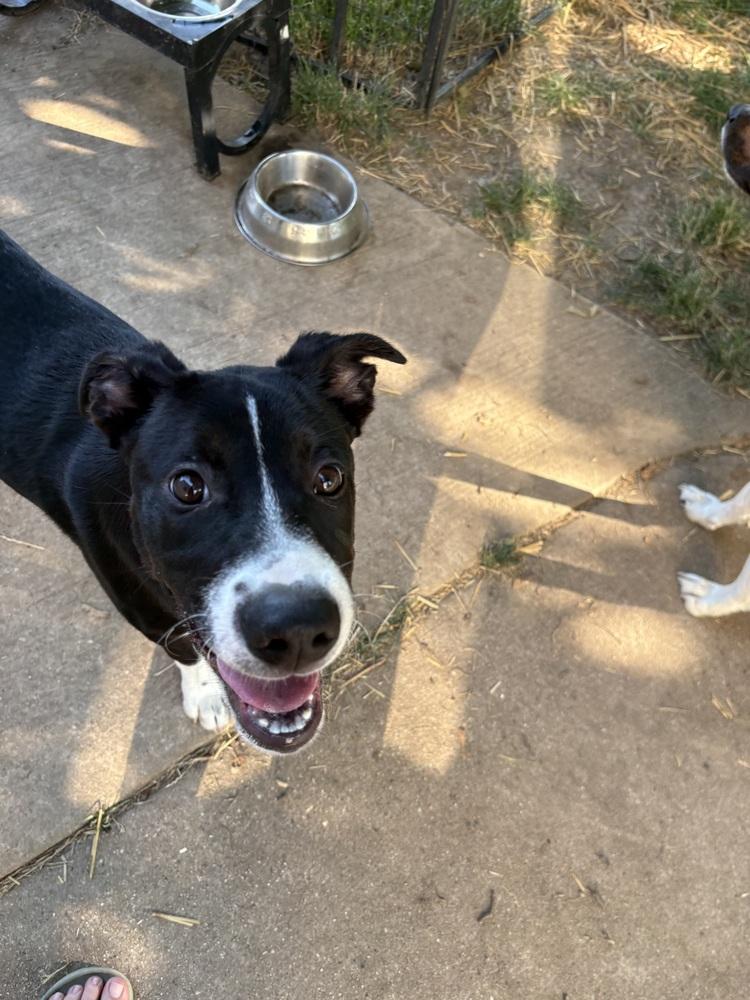 Cricket, a Adoptable mixed breed in Deerfield, WI image 4/4