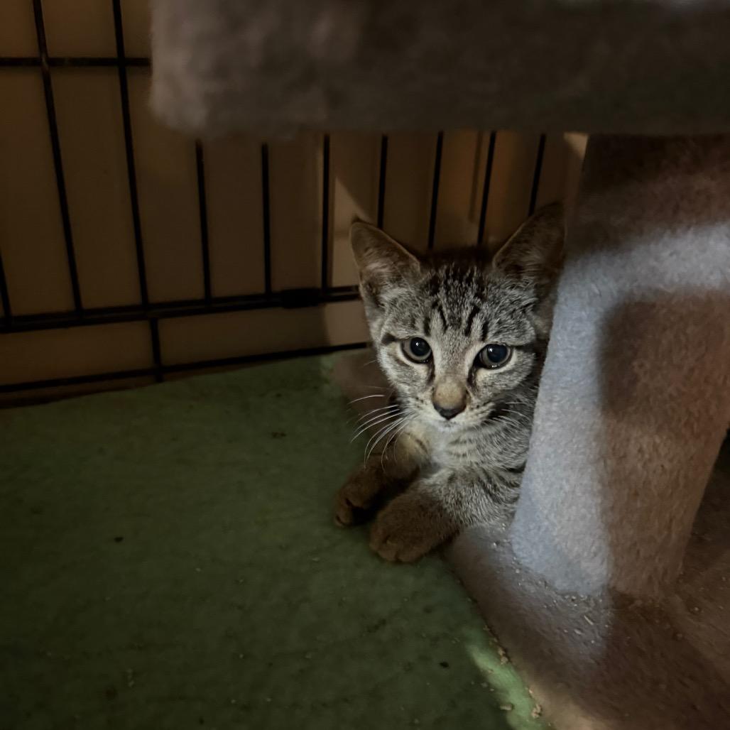 Enlarge Trixie, a Adoptable American Shorthair in Irwin, PA image 1/1