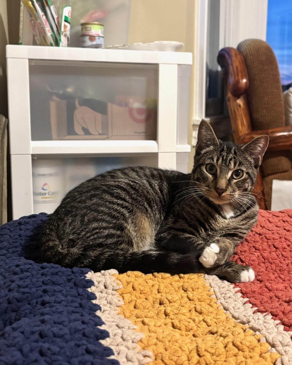 Truffle, a Adoptable Domestic Short Hair in San Francisco, CA image 1/6